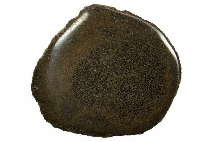 Polished Pliosaur (Stretosaurus) Bone Slab - England #316861